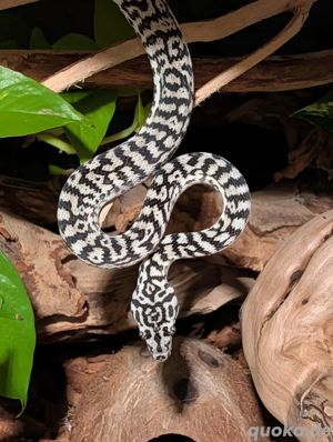 1.0 Morelia spilota Jaguar Zebra Caramel Axanthic DNZ24