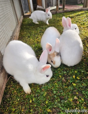 Hübsche liebe Zwergkaninchen Zwerghäschen abzugeben 