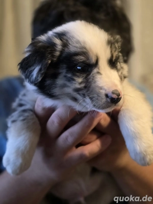 3 Australian Shepherd welpen suchen noch ein Zuhause 