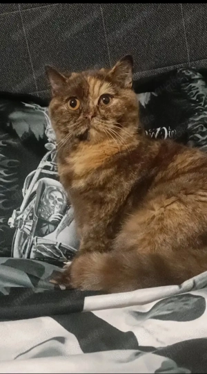 Britisch Kurzhaar Weibchen 