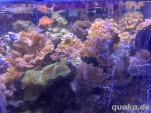 Meerwasser Korallen sps lps ableger  Bild 3