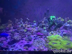 Meerwasser Korallen sps lps ableger  Bild 2