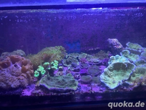 Meerwasser Korallen sps lps ableger  Bild 4