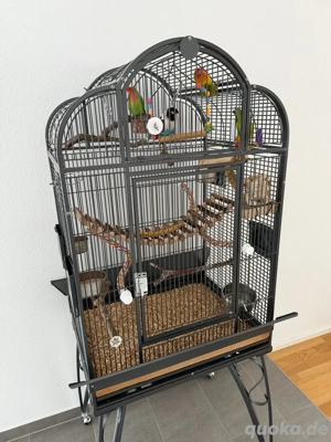 4 Agaporniden Unzertrennliche Pfirsichköpfchen