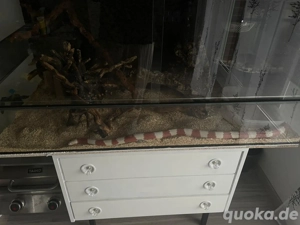 Terrarium zu verschenke 