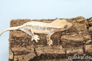 C. ciliatus (Kronengecko) Lillywhite Bild 3