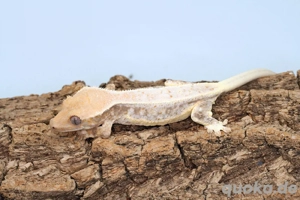 C. ciliatus (Kronengecko) Lillywhite Bild 4