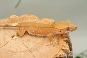 C. ciliatus (Kronengecko) verschiedenste Morphe Bild 6