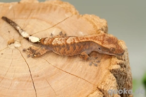 C. ciliatus (Kronengecko) verschiedenste Morphe Bild 4