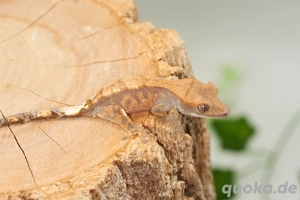 C. ciliatus (Kronengecko) verschiedenste Morphe Bild 5