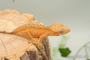 C. ciliatus (Kronengecko) verschiedenste Morphe Bild 3