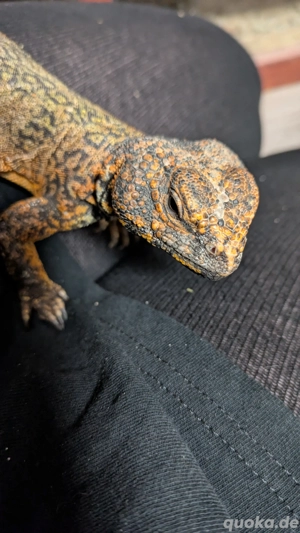 Dornschwanzagamen Uromastyx acanthinura nigriventis Agame Reptil Echse Dornschwanzagame