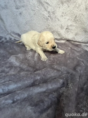 Golden Retriever Welpen 