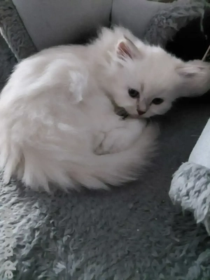 BLH+BKH Kitten mit blaue Augen 