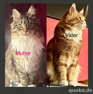    Vier zauberhafte Maine Coon Kitten suchen ein liebevolles Zuhause   