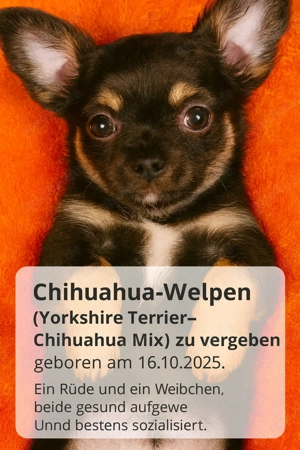     Zuckersüße Yorkshire Terrier - Chihuahua Welpen 
