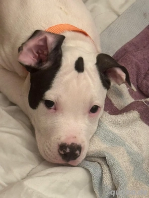 DRINGEND   4 Monate alter American Bully Rüde sucht dringend ein neues Zuhause