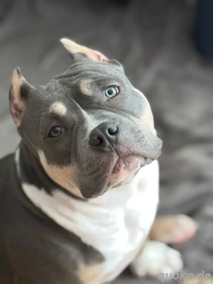 American Bully Blu Tricolor Rüde   ABKC registriert (Big Dogs Romania)