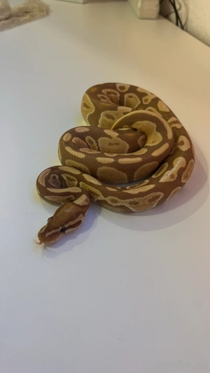 1.0 königspython "python regius" Ultramel het Pied '23