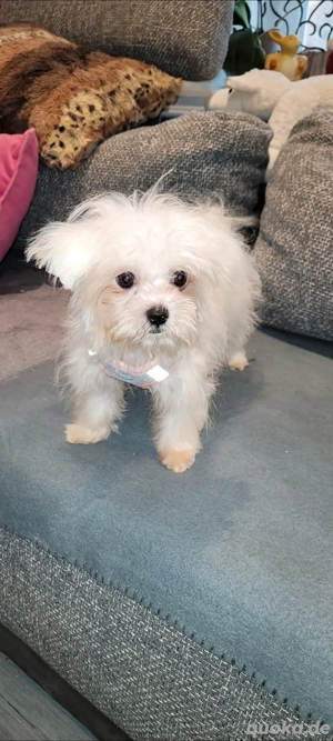 Malteser Welpen Mini