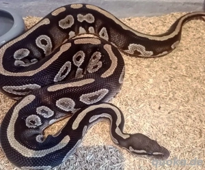 1.0 Königspython "python regius" Mystic d.h. Ultramel Pied '21