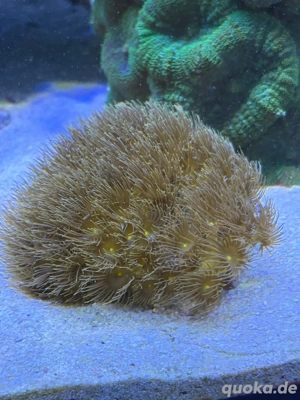Terrazoanthus sp. Gelbe Krustenanemone