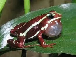 Dreistreifen Blattsteiger(Epipedobates anthonyi) NZ25 zu verkaufen 