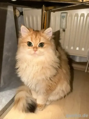 Golden Ny12 Shell Longhair 