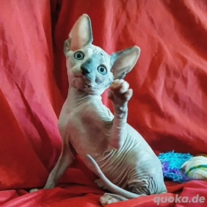 Weibliche Sphynx kaufen