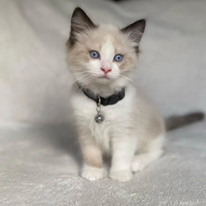 Ragdoll Kätzchen