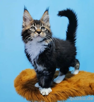 Männliche Maine Coon Kätzchen