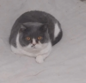 Bkh Mädchen in Liebevolle Hände abzugeben !