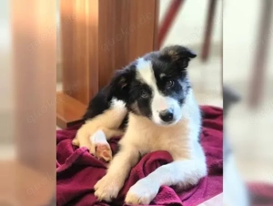 Ready and Entzückende Border Collie Welpen abzugeben.