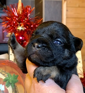 Premium Französische Bulldoggen Welpen aus promovierter Zucht  Bild 2