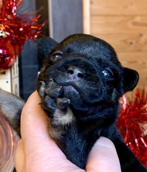 Premium Französische Bulldoggen Welpen aus promovierter Zucht  Bild 5