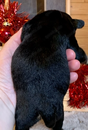 Premium Französische Bulldoggen Welpen aus promovierter Zucht  Bild 6