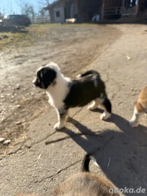 4 rüden suchen aktuell noch 