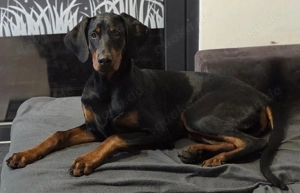 Dobermann Junghund 7. Monate