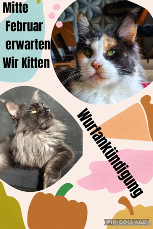 Wurfankündigung 2026 