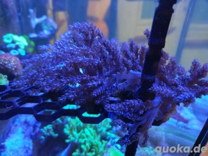 Koralle Kenya Bäumchen Rot-braun