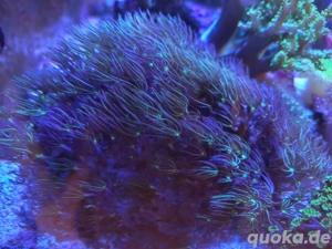 Koralle Affenhaar Briareum