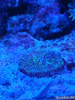 Koralle Fungia Avatar