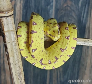 Grüne Baumpython NZ25 