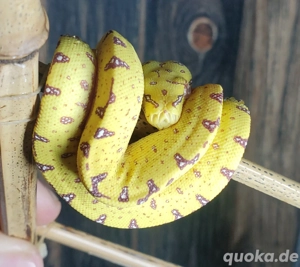 Grüne Baumpython NZ25  Bild 2