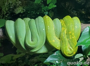 Grüne Baumpython NZ25  Bild 3