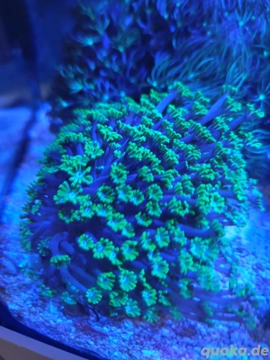 Koralle Alveopora Grün