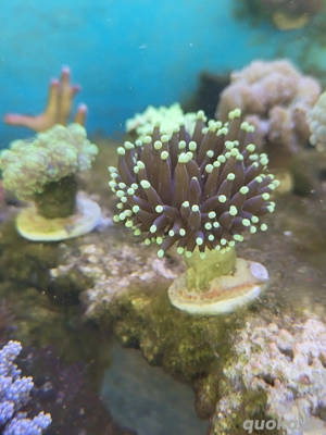 Koralle Euphyllia Glabrescens black torch