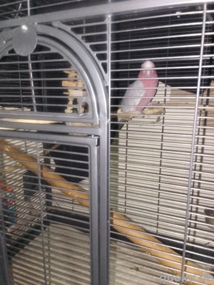 Papageien Käfig zu Verkaufen