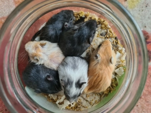 Rennmaus Rennmäuse Wüstenrennmäuse Gerbils
