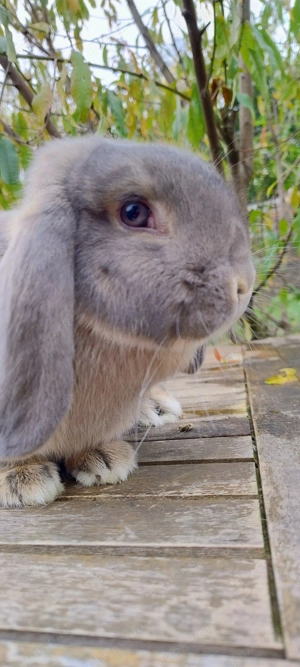 Zwergkaninchen Zwergwidder Perlfeh und Wildfarbig, Schlappohr